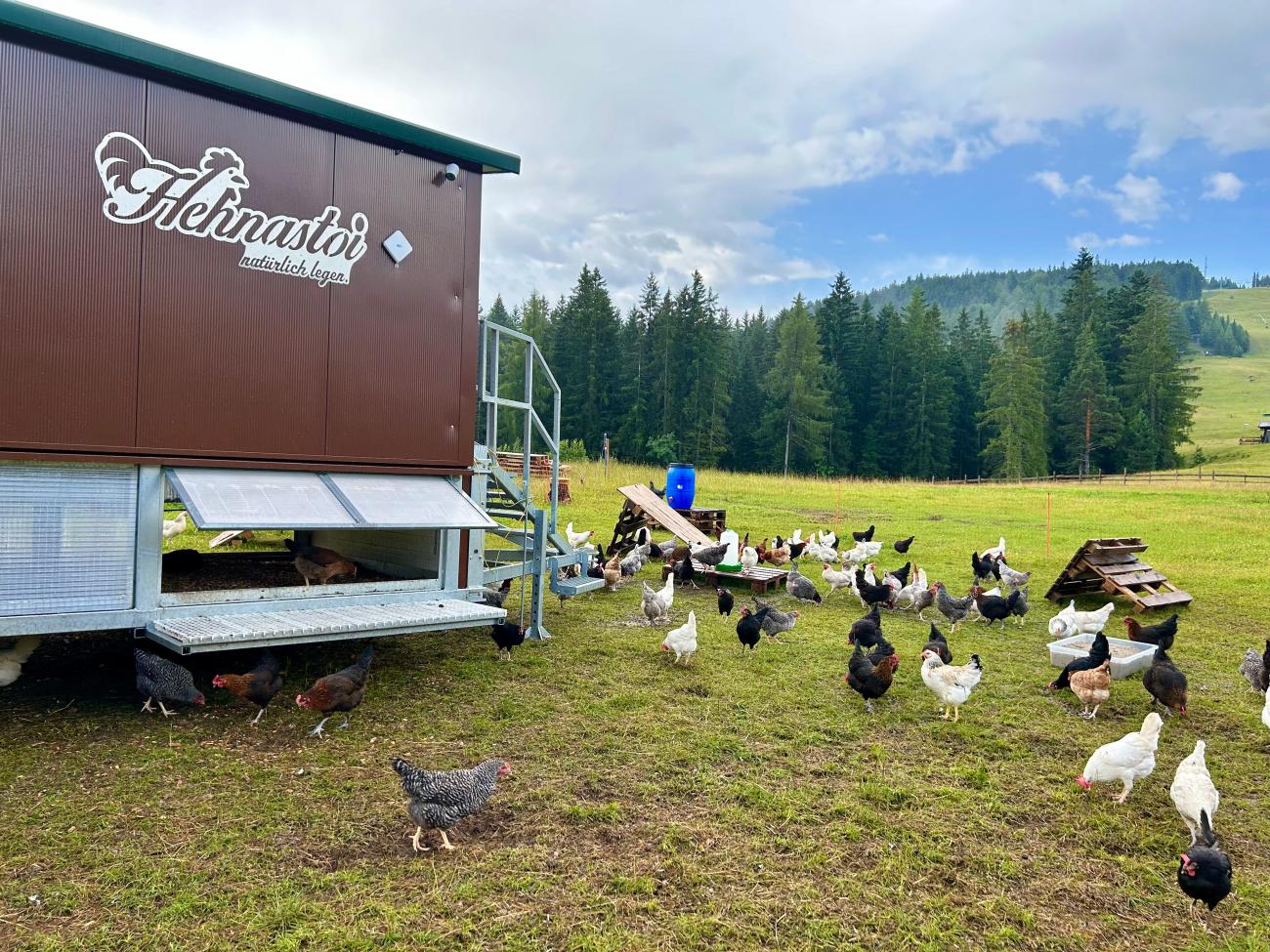 Hühner auf einer Wiese vor einem Hühnerstall