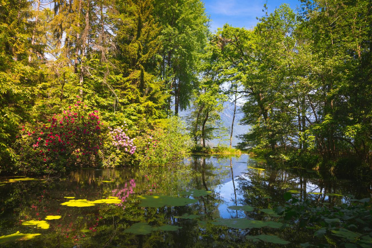 Teich in einem Wald