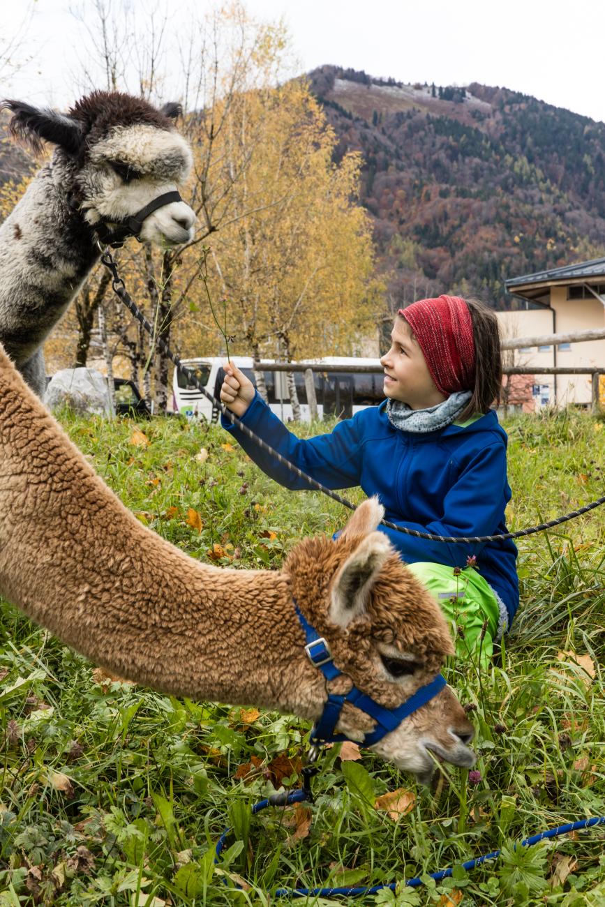 Waldhof Fuschlsee Resort Alpakawanderung Kinder