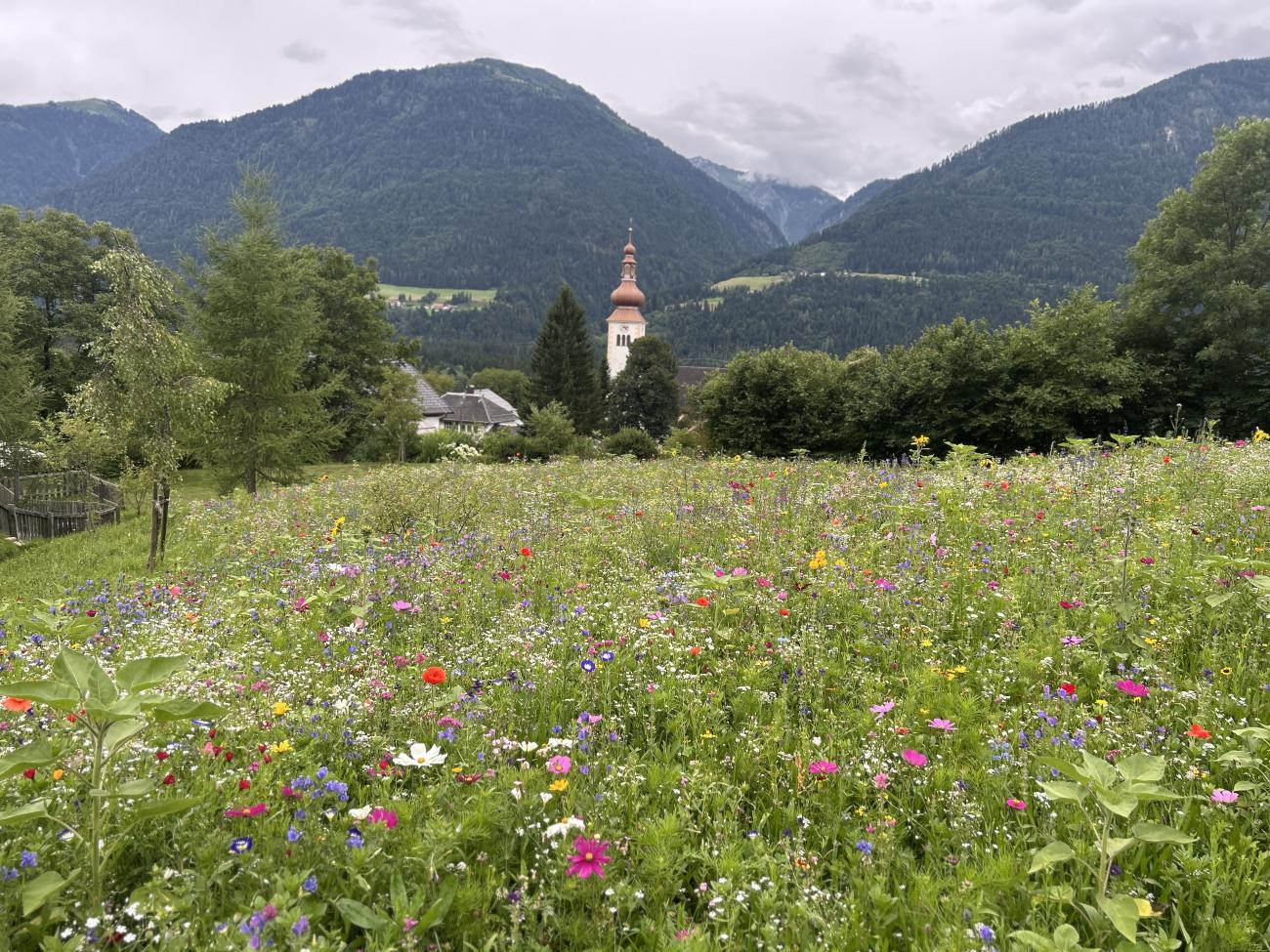 Blumenwiese beim Biohotel Daberer