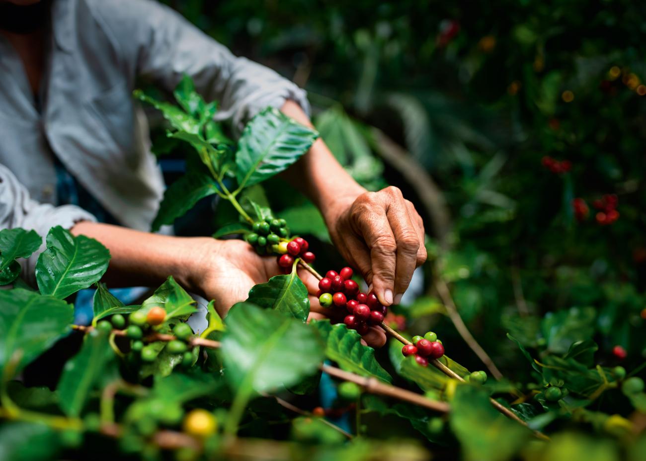 Kaffeepflanze Illy Plantage Hände Bohnen