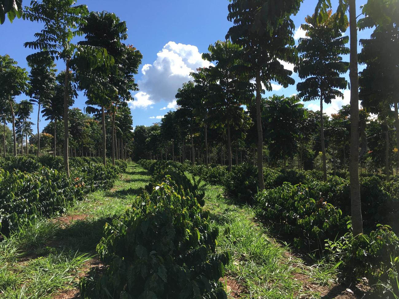 illy regenwald brasilien Kaffeeplantage