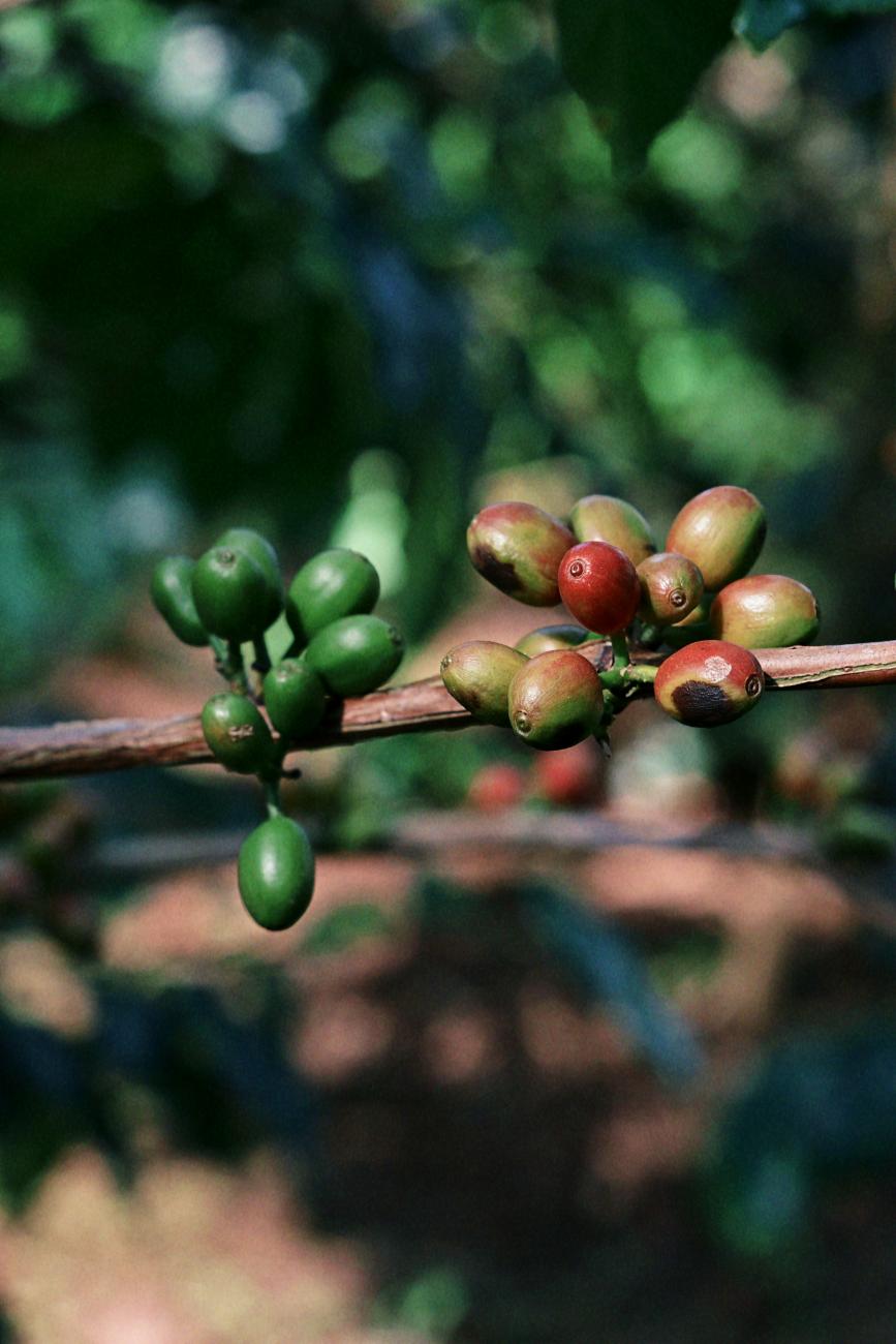 Kaffeepflanze Illy Plantage Bohnen