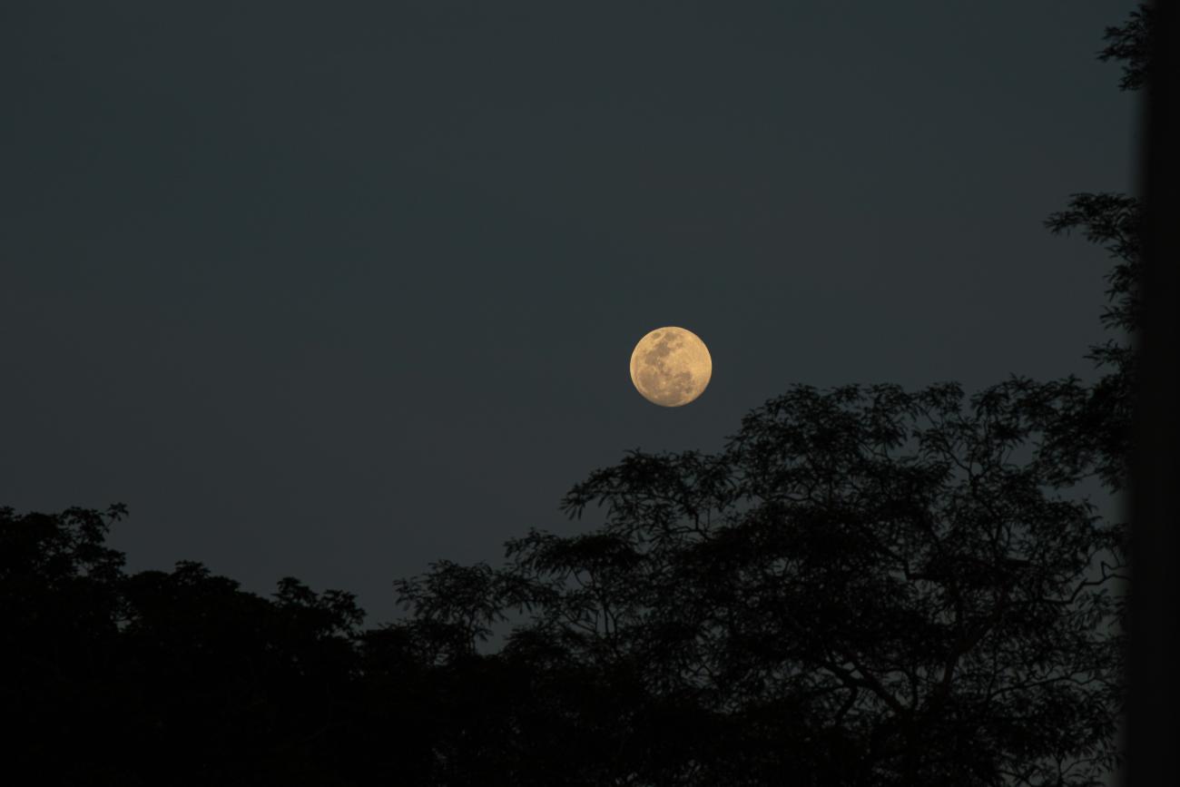 Vollmond über Wald