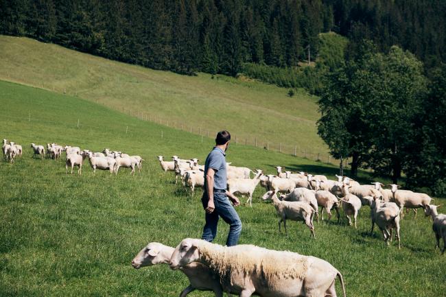 Mann mit blauen Hemd und Jeans auf einer Weide voller Schafe