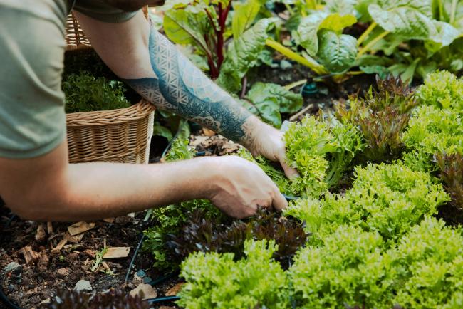 Mann, der Salat aus einem Garten pflückt