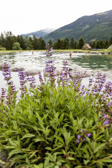 Schwimmteich mit lila Blumen im Gut Sonnberghof