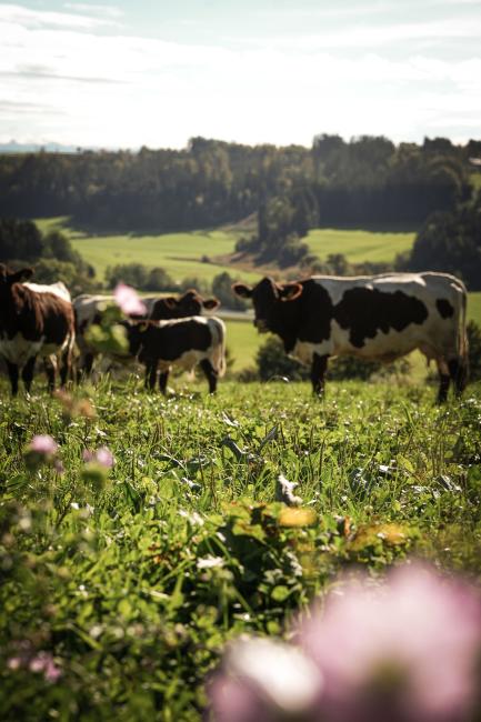 Pinzgauer der Familie Ellgass auf der Weide 