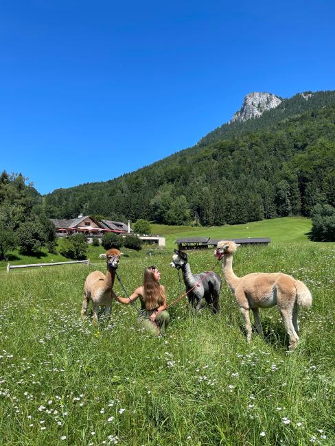 Waldhof Fuschlsee Resort Alpakas
