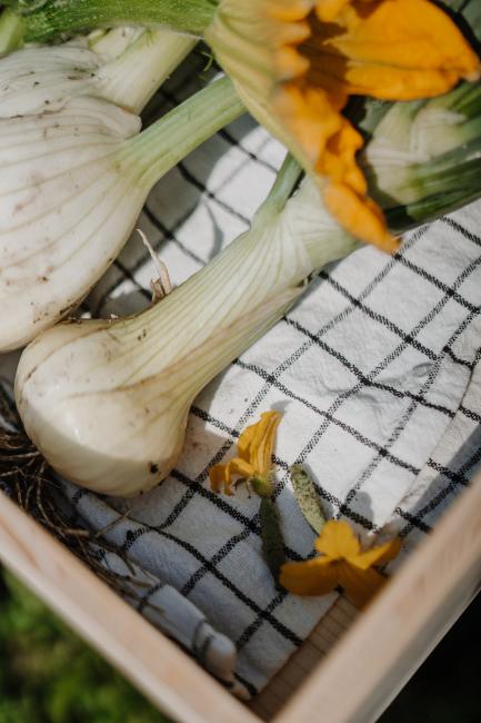 Frisch geerntetes Gemüse aus dem Mühlhof Garten