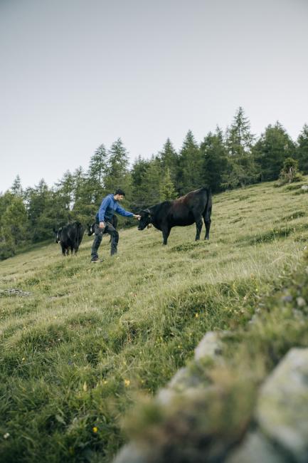 Stephan Mühlmann mit seinen Black Angus Rindern
