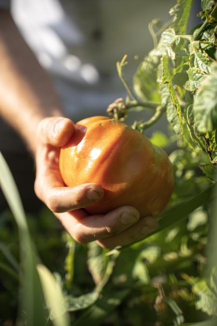 CMH NiedermairNatureRetreat hand mit tomate
